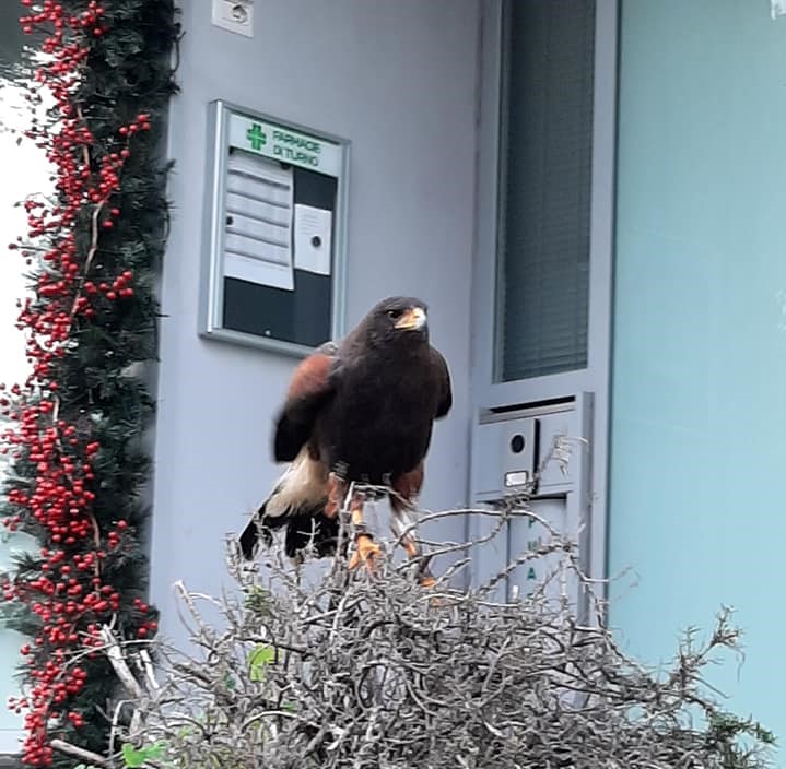 LE FOTO/ Rapace scappa dall’Anfiteatro e semina il panico tra i passanti