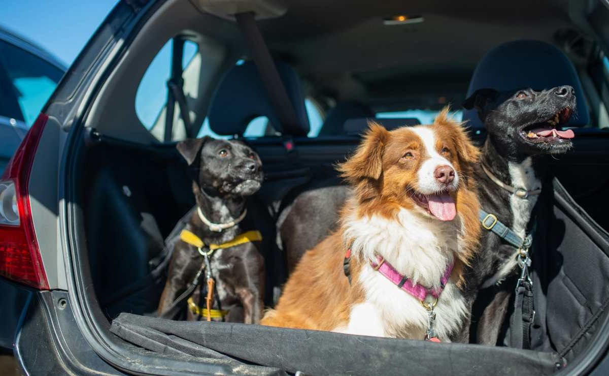 Cani in auto, al primo controllo ti fanno la multa | La nuova regola che fa infuriare i padroni