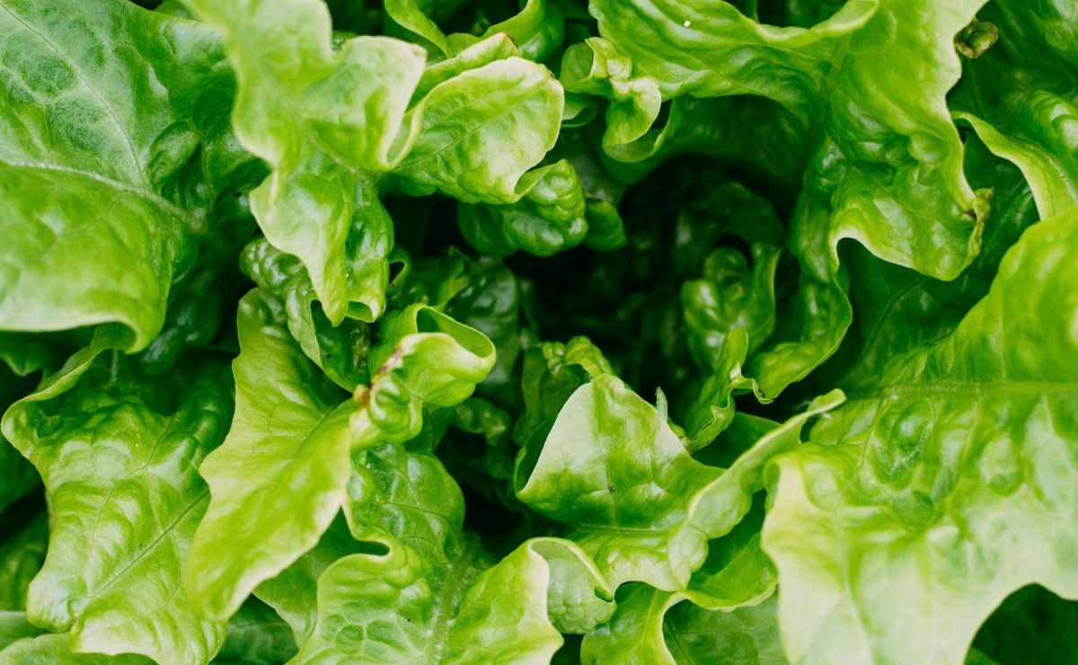 Vermi nella verdura, allarme rosso in Italia | Lavala così per scongiurare ogni rischio: l’acqua non è sufficiente