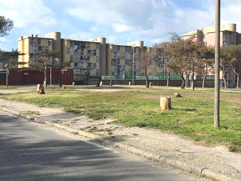 Nuovi alberi a Monte Nuovo e Monterusciello, dirigente del Pd insorge: “Discriminata una parte di città”