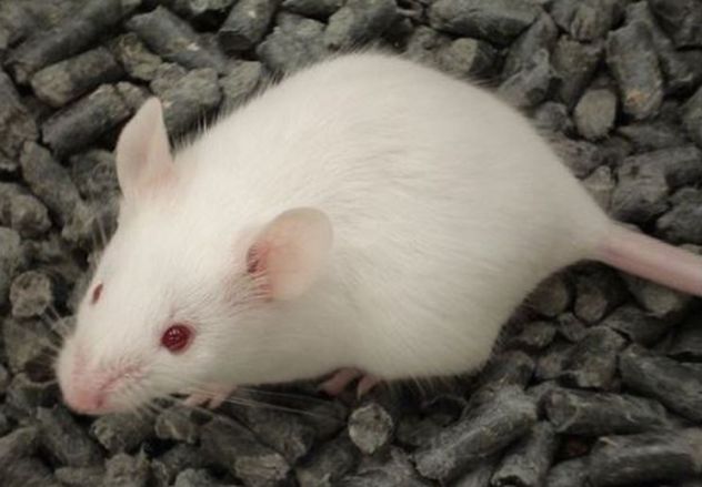 Topi al “Pareto” lanciati da una finestra: niente lezioni per colpa dei vandali