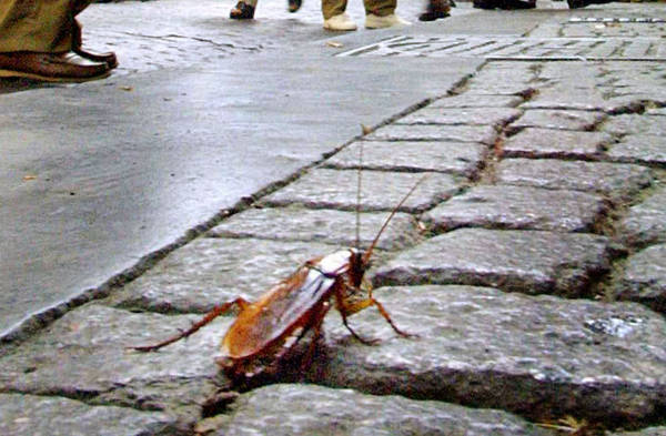 Blatte, quattro notti di disinfestazione: si comincia lunedì da Toiano