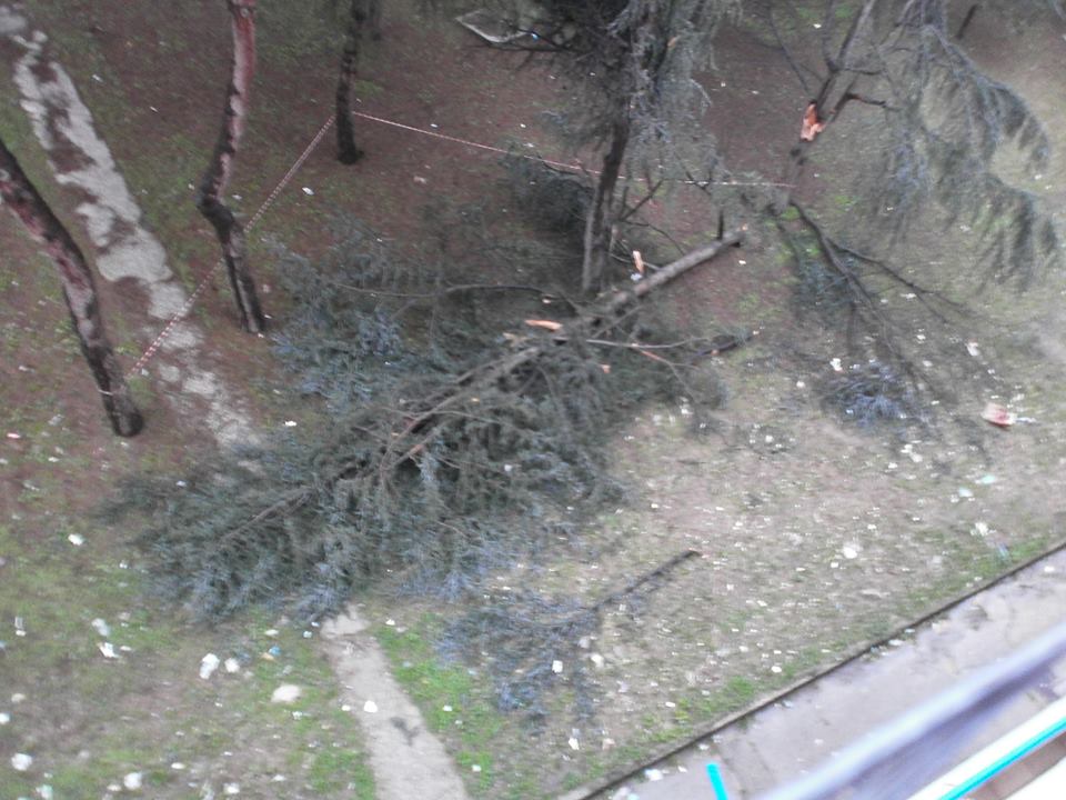 Abete crolla su un varco pedonale!