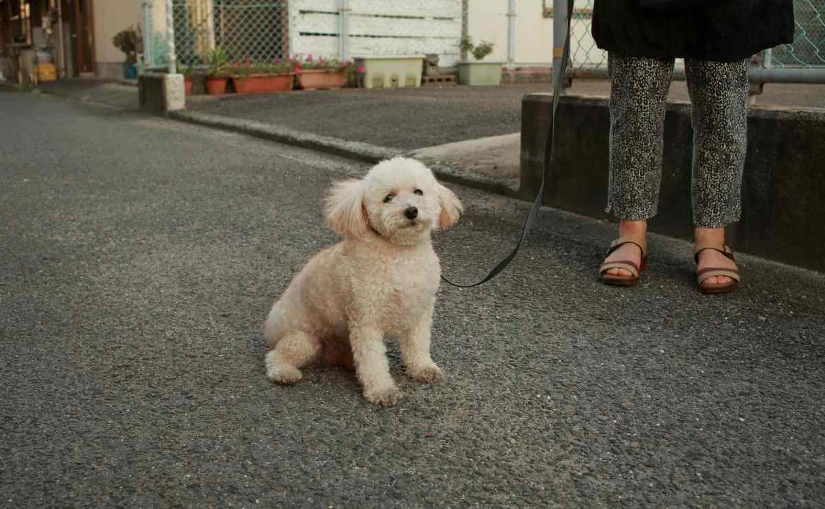 Cani, scatta il divieto di pipì in strada | Maxi multa per chi non pulisce subito: 500€ da versare all’istante