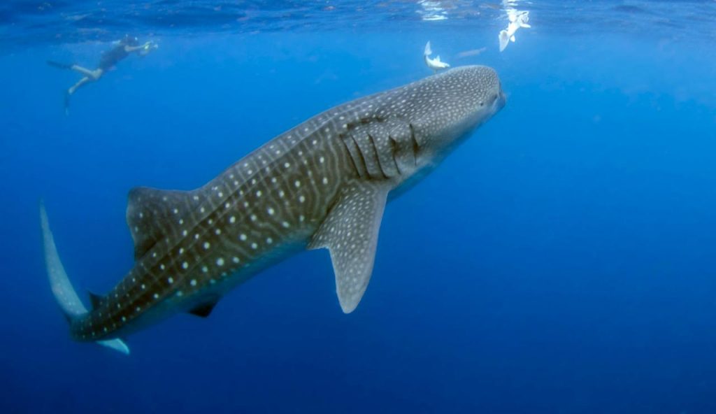 Ultim’ora, panico sulle spiagge campane | Avvistato squalo di circa 2 metri: ecco in quale città